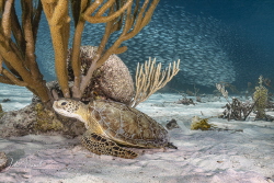 2024 has been the year of the bait ball in Bonaire.  This... by Leslie Howell 